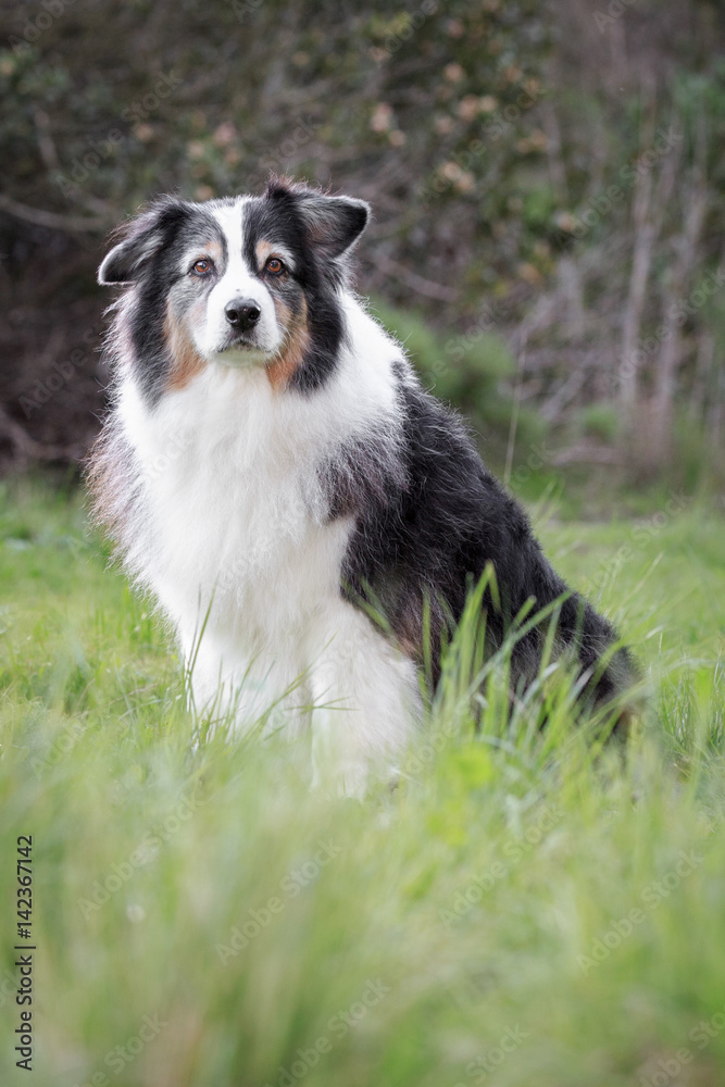 Australian Shepherd