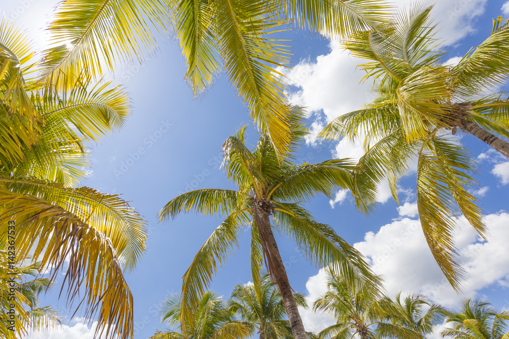 Obraz premium Coconut palm trees