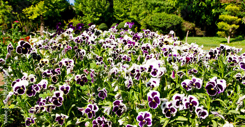 the flowers and   garden photo