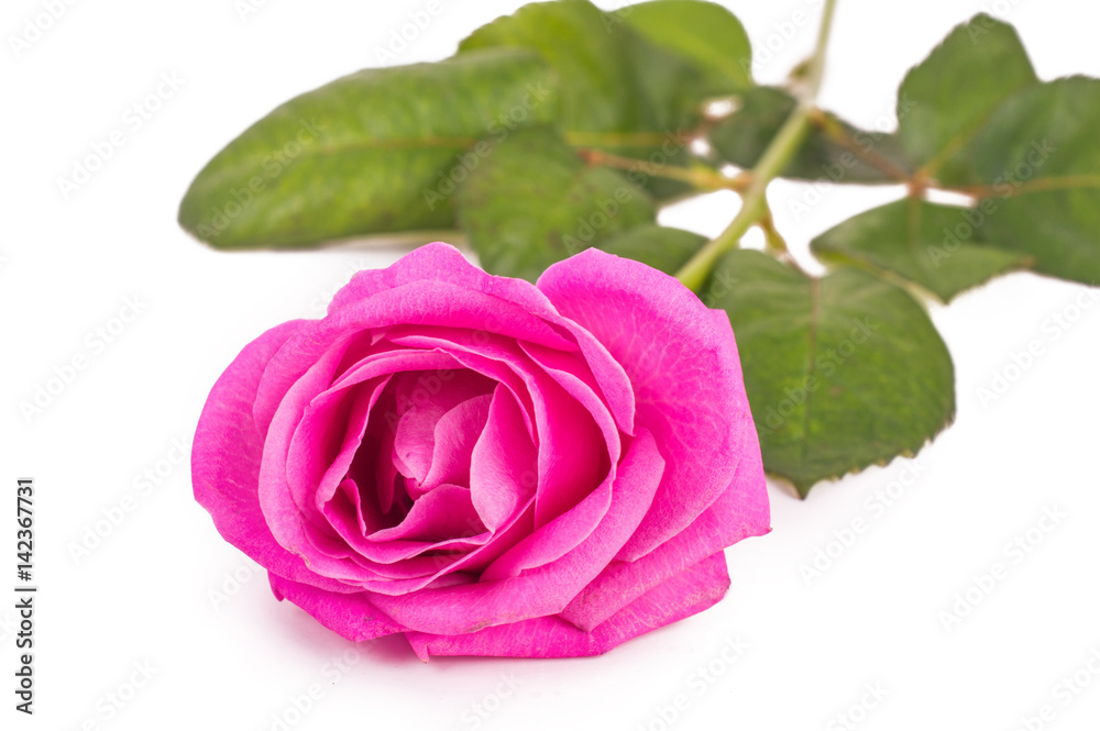 Pink rose on a white background Pink rose on a white background