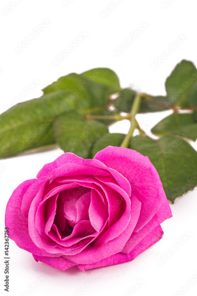 Pink rose on a white background Pink rose on a white background