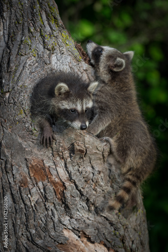 Young Raccoons (Procyon lotor) Clamber On Tree