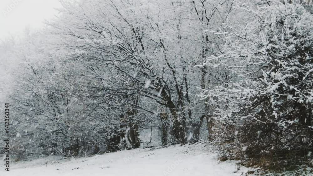 Snowfall in a forest