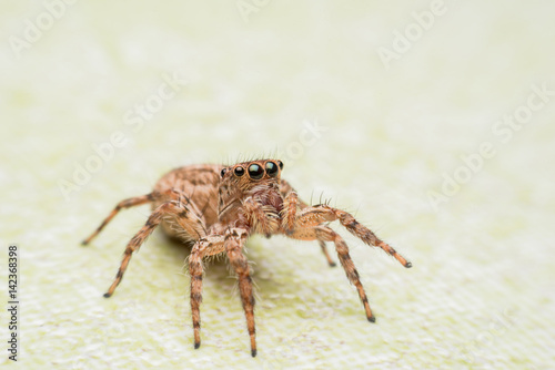 Spider,jumping Spider © sunyawitphoto