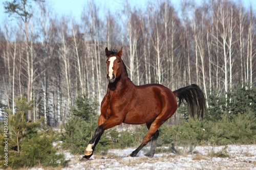 Beautiful bay horse galloping free