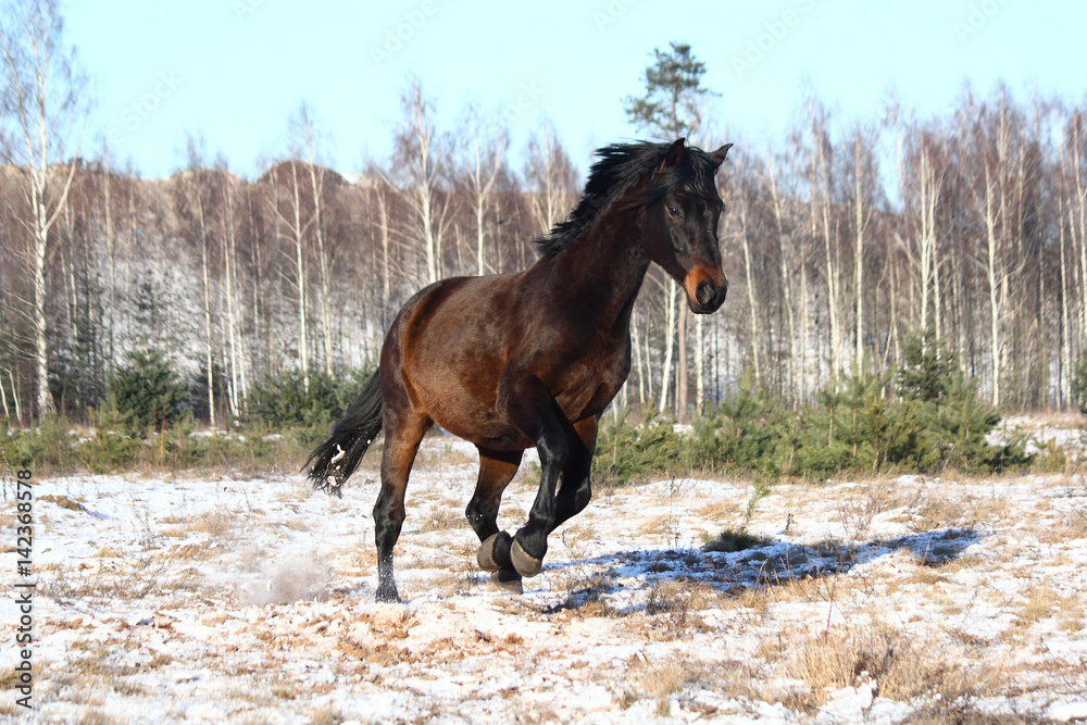 Black beautiful holsteiner galloping free Black beautiful holsteiner galloping free