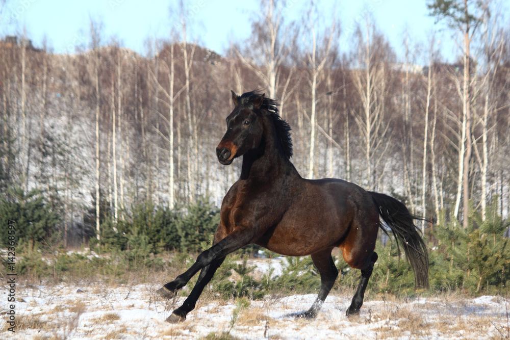 Black beautiful holsteiner galloping free Black beautiful holsteiner galloping free