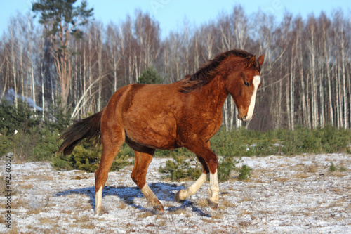 Chestnut colt galloping in winter