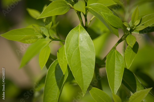 Slika na platnu Leaf of Cinnamomum camphora tree