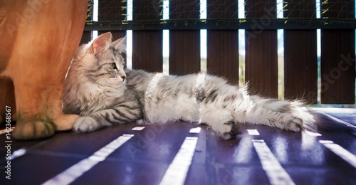 Photos Young female Norwegian Forest Cat resting in the shade on the balcony during a h