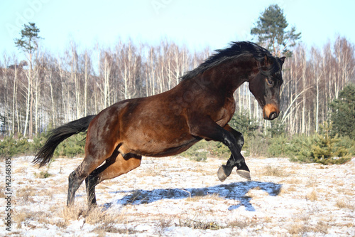 Black horse jumping in the air photo