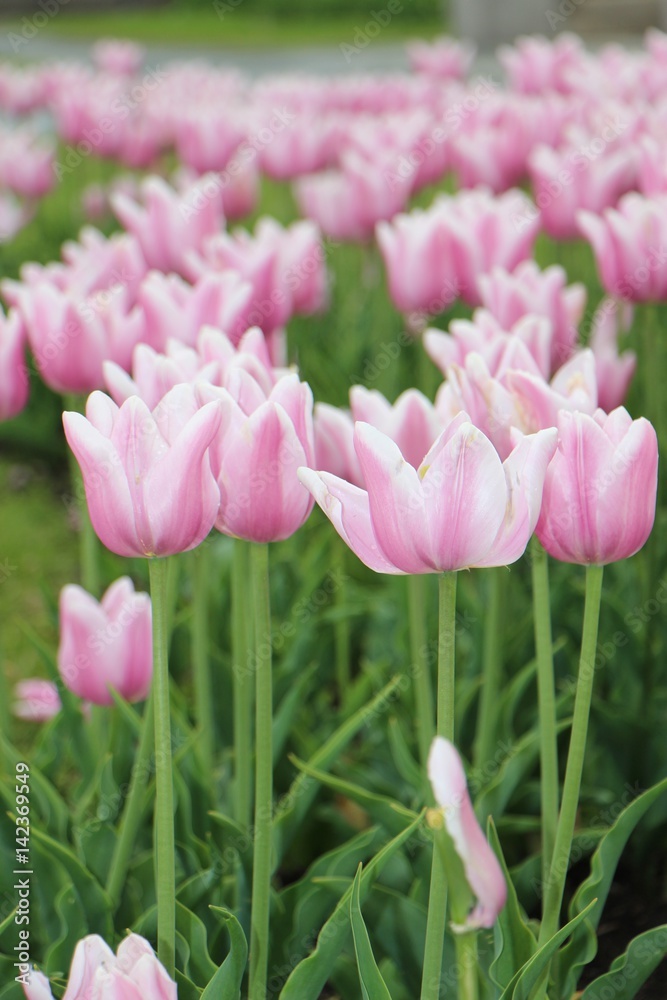 Fototapeta premium Pink tulips blooming in green field