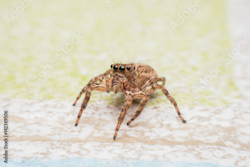 Spider jumping Spider