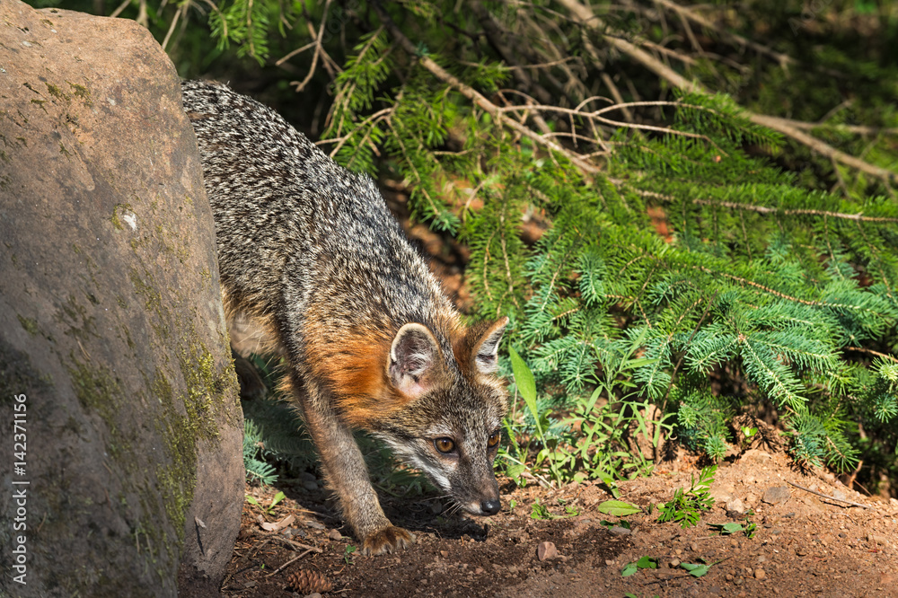Obraz premium Grey Fox Vixen (Urocyon cinereoargenteus) Nose to Ground