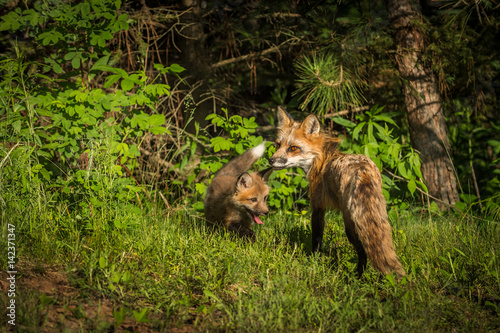 Red Fox Vixen  Vulpes vulpes  Looks Back with Kit