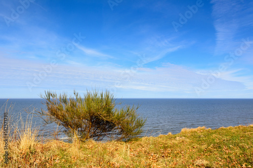 Lonely small tree grows on the shore of the Baltic Sea under the blue sky. Poland.