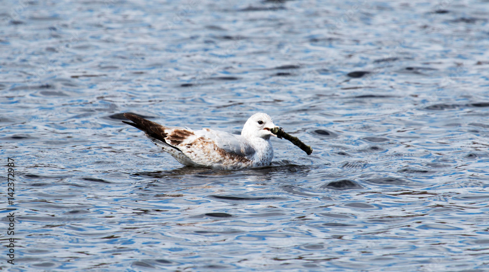 Seagull with a stick Seagull with a stick