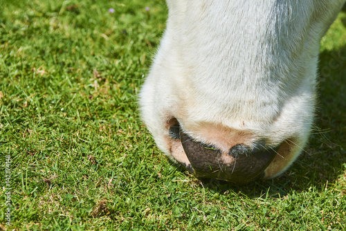 Cow on a summer pasture eating green grass