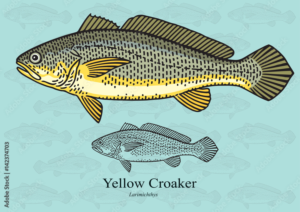 Fototapeta premium Yellow Croaker. Vector illustration for artwork in small sizes. Suitable for graphic and packaging design, educational examples, web, etc.