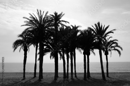 Row of palm trees on the beach with sea monochrome © el-bee