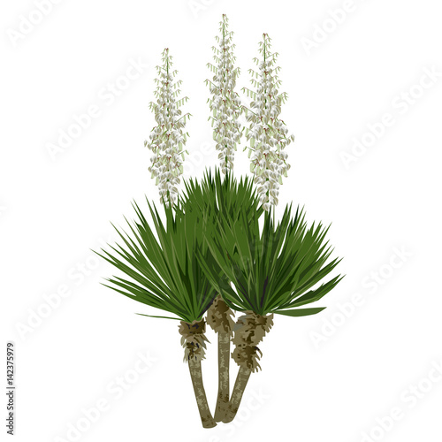 The blossoming yucca plant