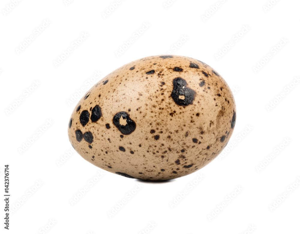 Fresh quail egg isolated on white background Fresh quail egg isolated on white background