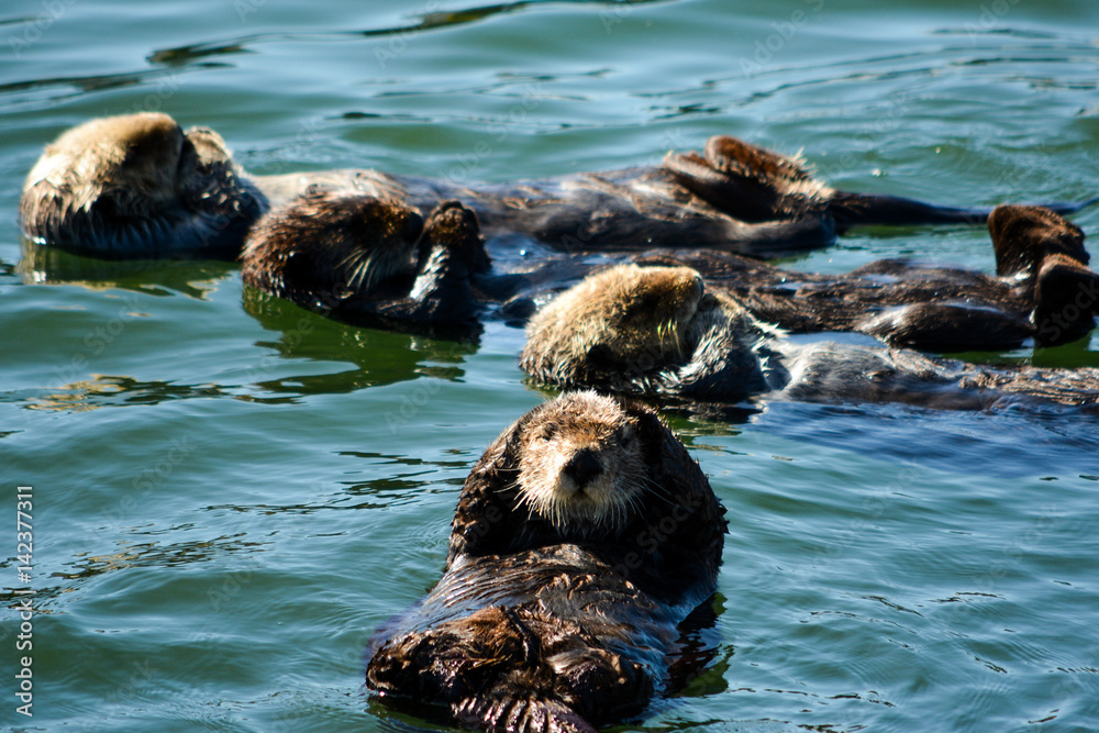 Fototapeta premium Otters Sleeping