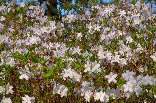 Azalia Schlippenbacha, Rhododendron schlippenbachii, azalia królewska photo