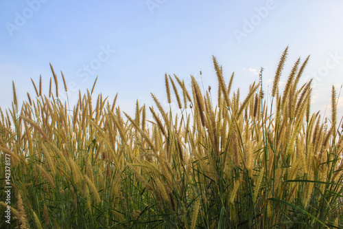 Landscape feather Pennisetum or mission grass at blue sky background