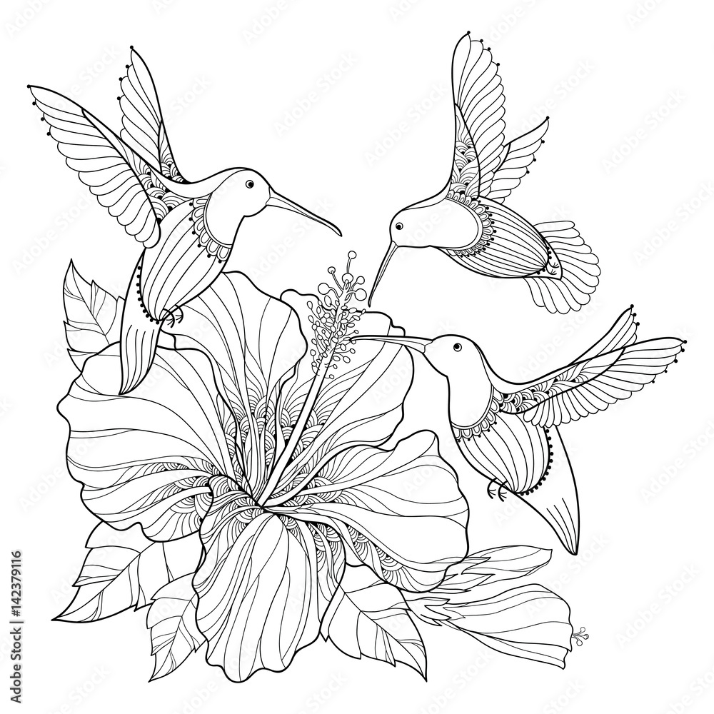 Vector Flying Hummingbird Or Colibri And Ornate Hibiscus In Contour Style Isolated On White Background Outline Bird With Exotic Tropical Flower For Summer Design And Adult Coloring Book Stock Vector Adobe Vector Flying Hummingbird Or Colibri And Ornate Hibiscus In Contour Style Isolated On White Background Outline Bird With Exotic Tropical Flower For Summer Design And Adult Coloring Book Stock Vector Adobe