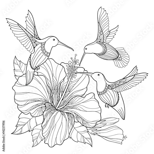 Vector flying Hummingbird or Colibri and ornate Hibiscus in contour style isolated on white background. Outline bird with exotic tropical flower for summer design and adult coloring book.