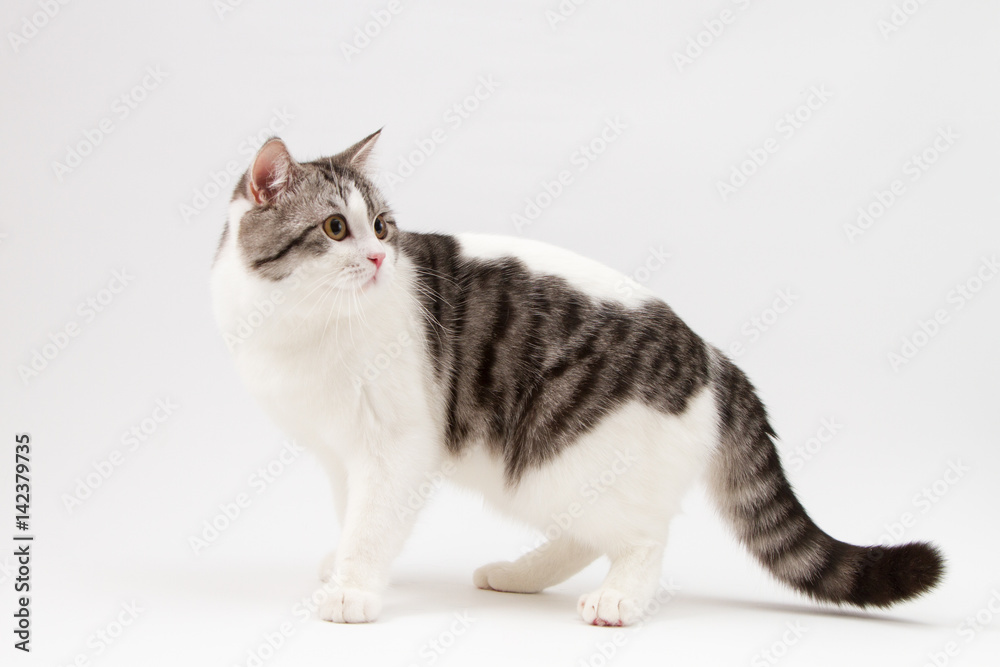 Portrait of Scottish Straight cat bi-color spotted staying four legs against a white background