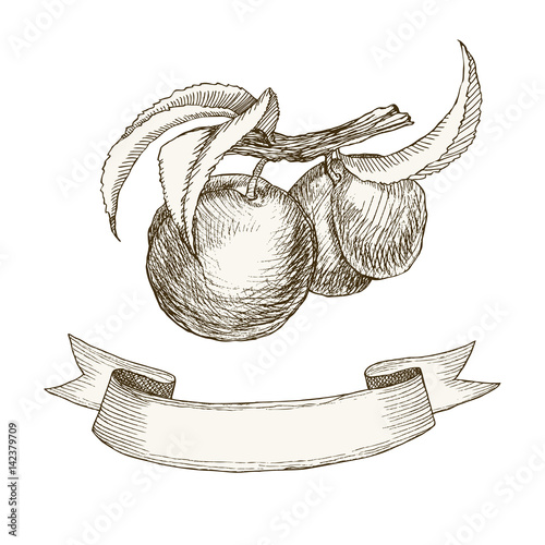 Retro fruit peaches ribbon