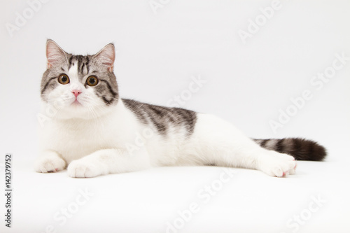 Portrait of Scottish Straight cat bi-color spotted lying on white background. © vasi_100