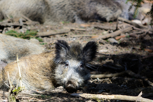 Wild Boar resting and looking at camera © frank schrader