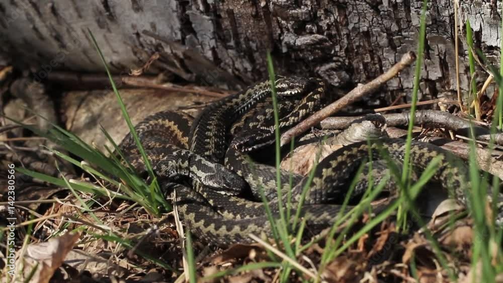 Group of common vipers or common adders basking and actively changing position in the sun on spring after hibernating season. Group of common vipers or common adders basking and actively changing position in the sun on spring after hibernating season.