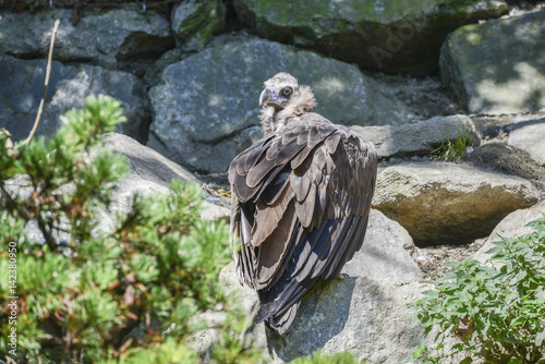 WILDLIFE - GREIFVÖGEL - Mönchsgeier photo