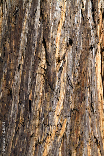 albero e legno di sequoia photo