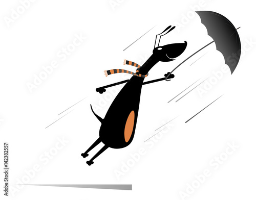 Windy day. Dog holding an umbrella gone with the wind isolated
