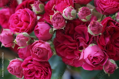 Purple Rosefield photo