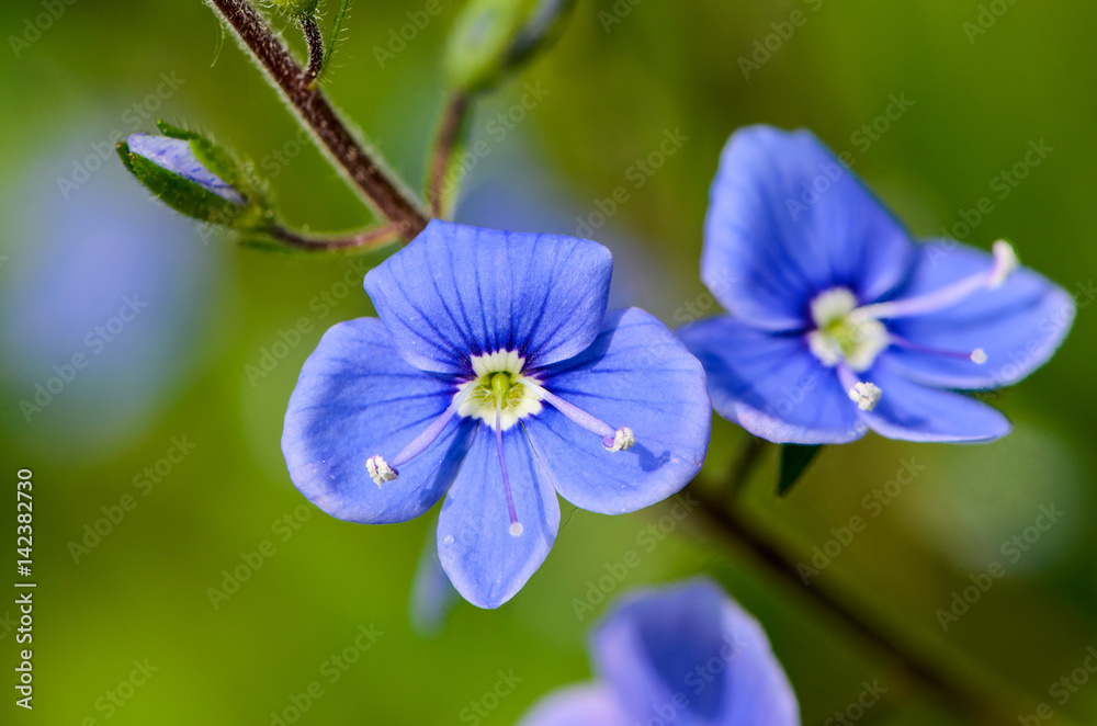 Blue flowers of Veronica with two stamens and a pestle close-up Blue flowers of Veronica with two stamens and a pestle close-up