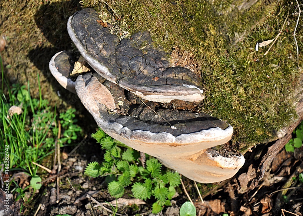 Naklejka premium Fungus on tree in the forest 