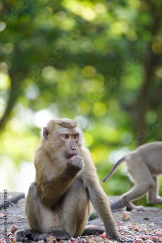 Portrait of Monkey at the park