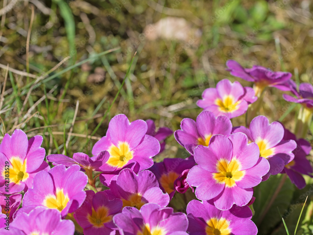 Fototapeta premium Primeln, Primula