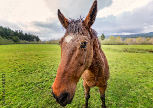 Horse at a Farm in Northern Californa © Jeffrey Schwartz