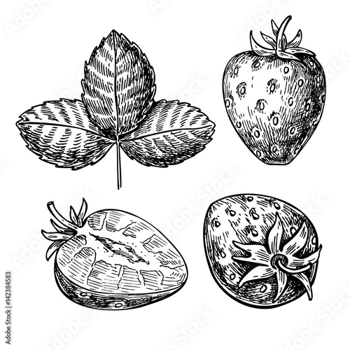 Strawberry vector drawing set. Isolated hand drawn berry, slice and leaf on white background. Summer fruit engraved