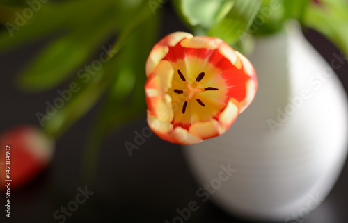 Tulpe mit Farbe als Geschenk