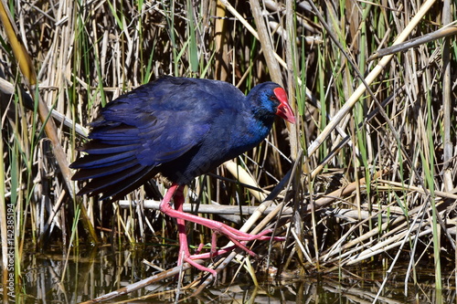 Canvas-taulu philippine purple gallinule bird,Albufera reserve,Majorca