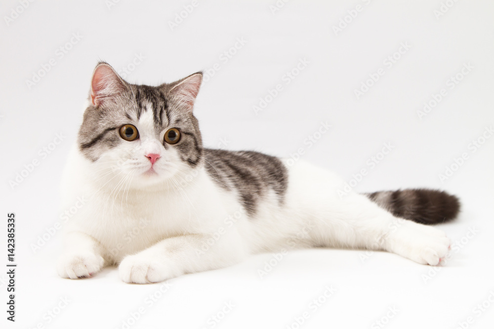 Scottish Straight cat bi-color spotted lying on white background. 