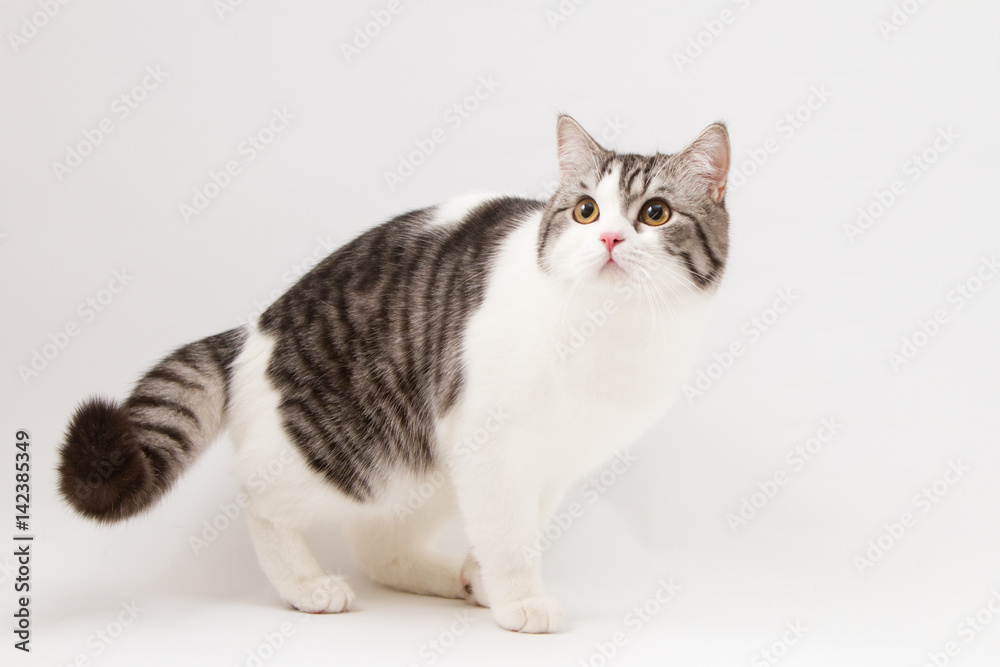 Scottish Straight cat bi-color spotted staying four legs against a white background